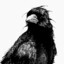 Huginn