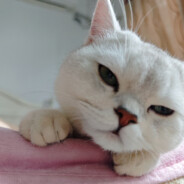 神勇无敌冰激凌