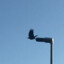 Bird_On_Lamppost