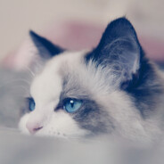 又威又要带头盔