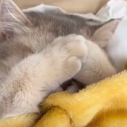 不喝可乐喝雪碧