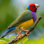 FinchGouldian