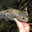 Kattfish