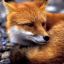 RedFox