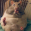 fat_rat