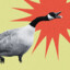 Salubrious Goose
