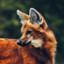 MANED WOLF
