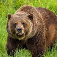 stock photo of a bear (real)