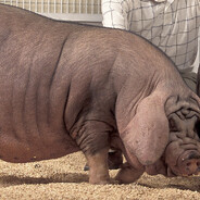 стендов топь