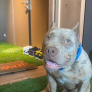 𝓭𝓮𝓿𝓲𝓬𝓮