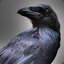 CruelCorvid