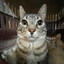 meow)