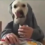 анальный дебошир