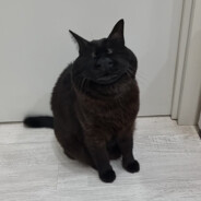 rexyyth - steam id 76561199591143548