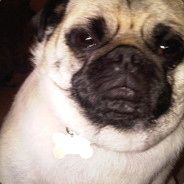 gusstella