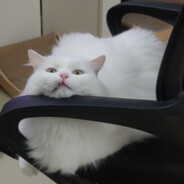 Big Avatar