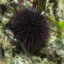 small_urchin