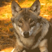 La Nébuleuse/infinity