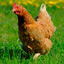 BIG CHICKEN GAMING