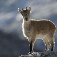 TheIbex