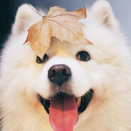 华小诗的数学猫