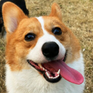 91探花—老当益壮慢羊羊