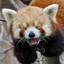 a laughing red panda