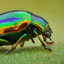 Beetle
