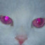 wildflhours