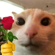 易！无！鉴定为理塘珍珠好马