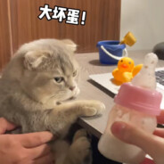 好好好这么玩是吧