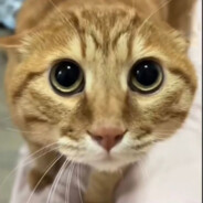 略猫曲我回来了