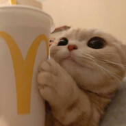 ☁ ☁ 子猫☁ ☁