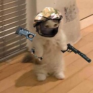 gatinho matador