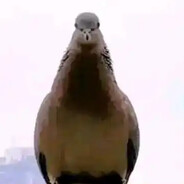 宇智波斑（木叶创立）