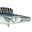 POND.straigh fish