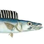 POND.straigh fish