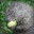 ElfinWoodchuck avatar