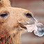 CamelShavinNinja