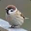 Sparrow