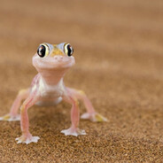 gecko