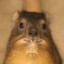 pipa