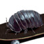 Roly-Poly