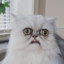 Sondre