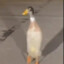 pingwing