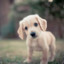 unlucky_dog