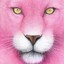 Pink Lioness