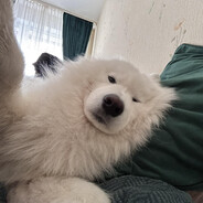 cho
