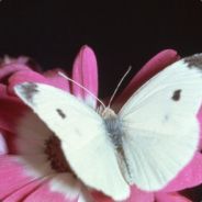 WhiteButterfly - steam id 76561197965778215
