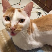 肥貓